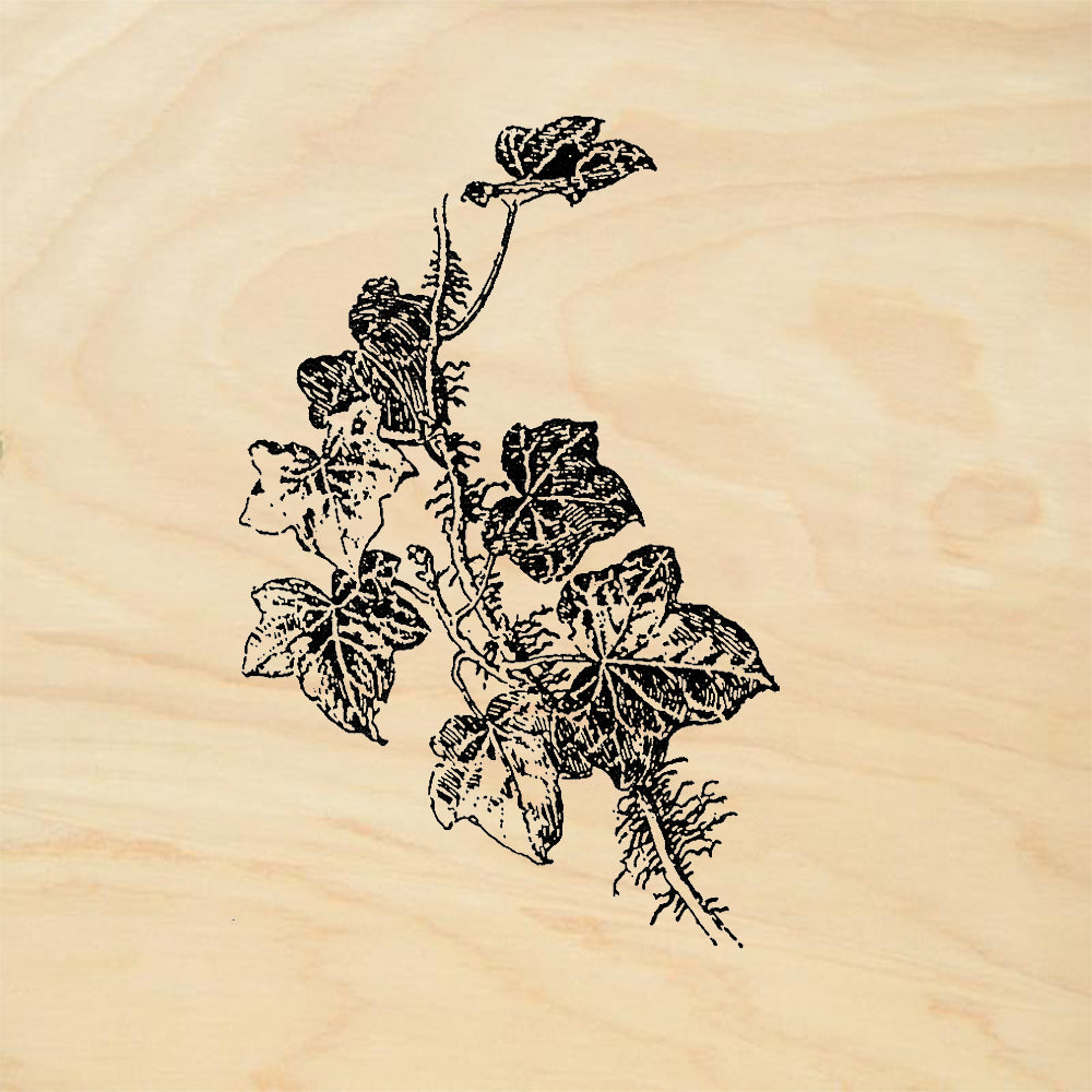 StampaFe Ivy Sprig right Trailing Ivy Botanical Rubber Art Stamp