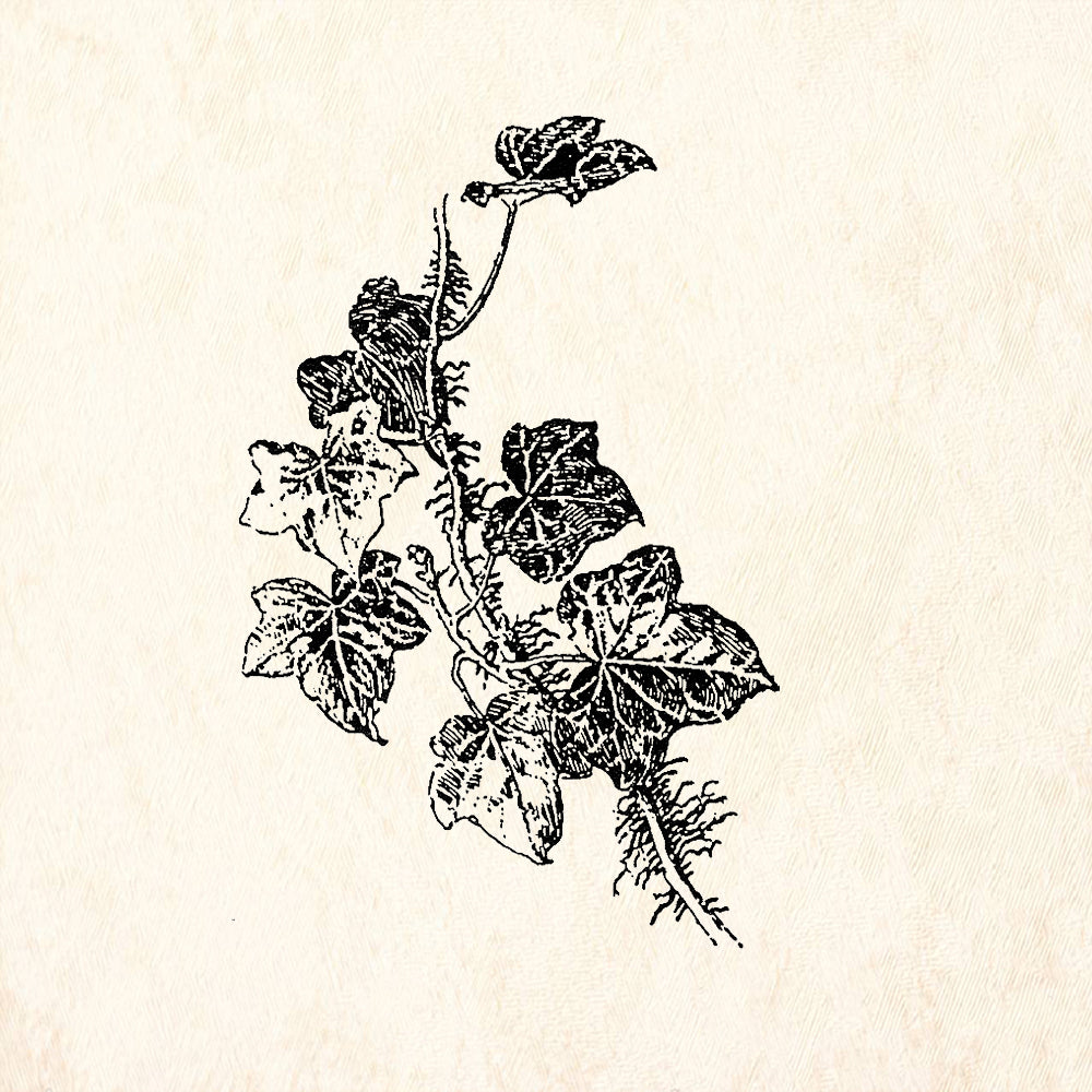 StampaFe Ivy Sprig Right Trailing Botanical Rubber Art Stamp