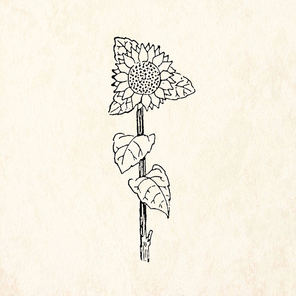 StampaFe Little Sunflower Botanical Rubber Art Stamp