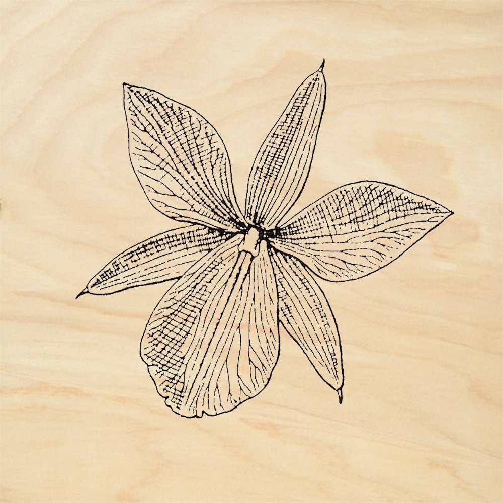 StampaFe Orchid Open Flower Botanical Rubber Art Stamp