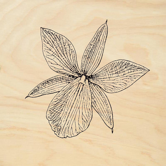 StampaFe Orchid Open Orchid Flower Botanical Rubber Art Stamp