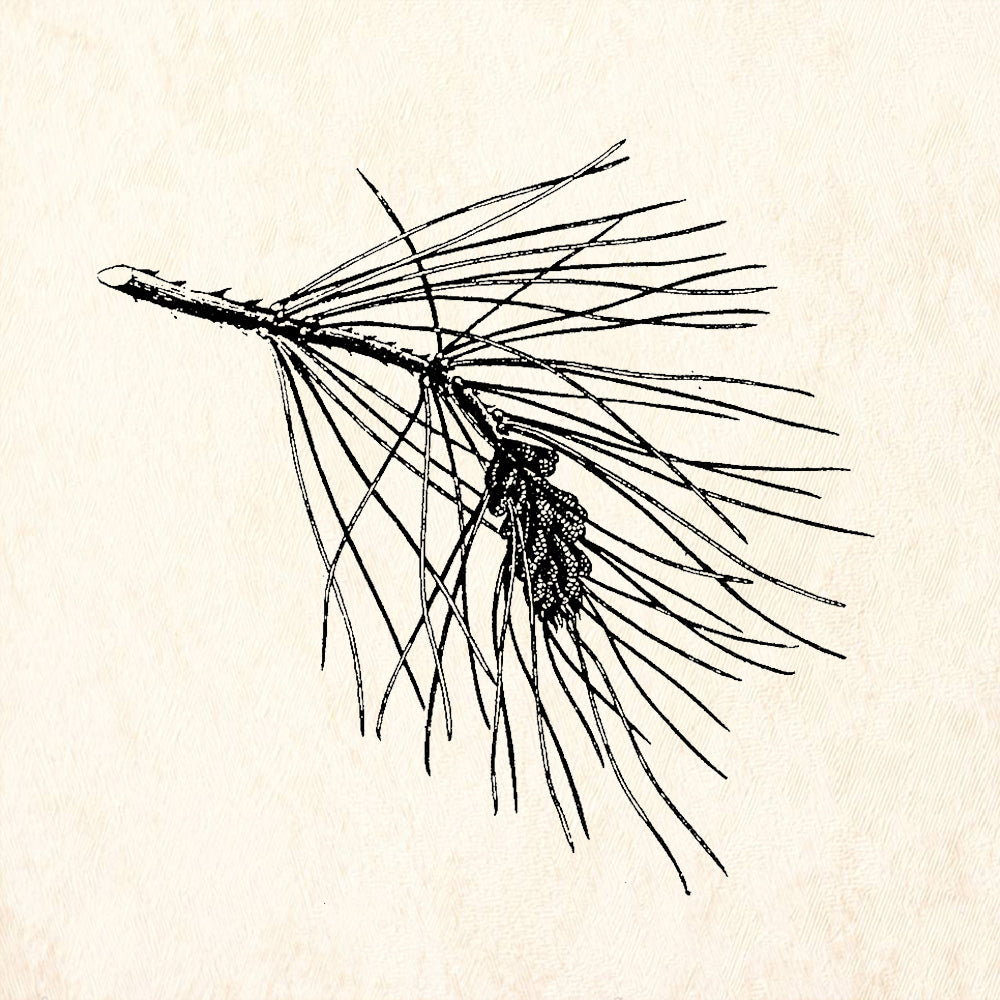 StampaFe Long Needle Pine Branch Right Rubber Art Stamp