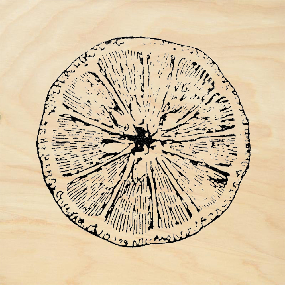 StampaFe Orange Slice Citrus Cross Section Fruit Rubber Art Stamp