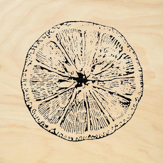 StampaFe Orange Slice Citrus Cross Section Fruit Rubber Art Stamp