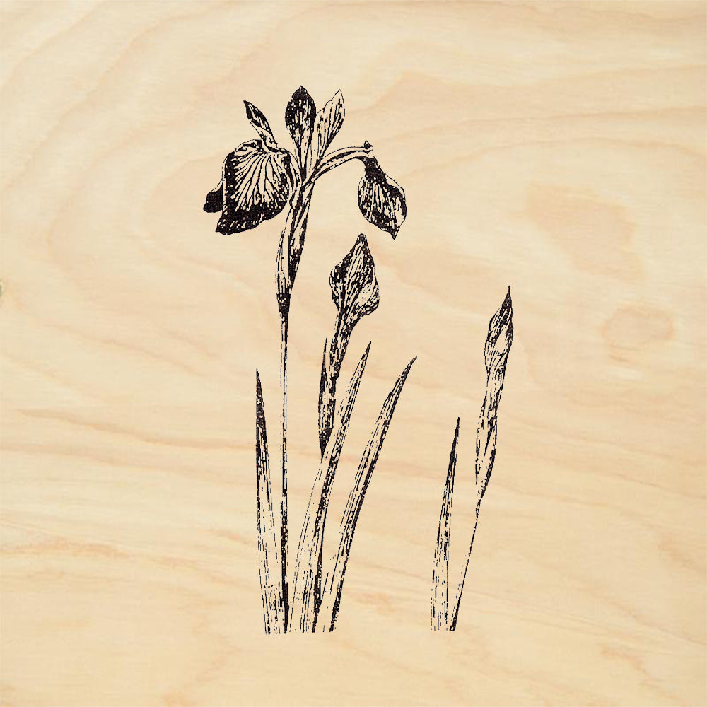 StampaFe Iris Blossom Iris Plant Bloom Buds Botanical Rubber Art Stamp