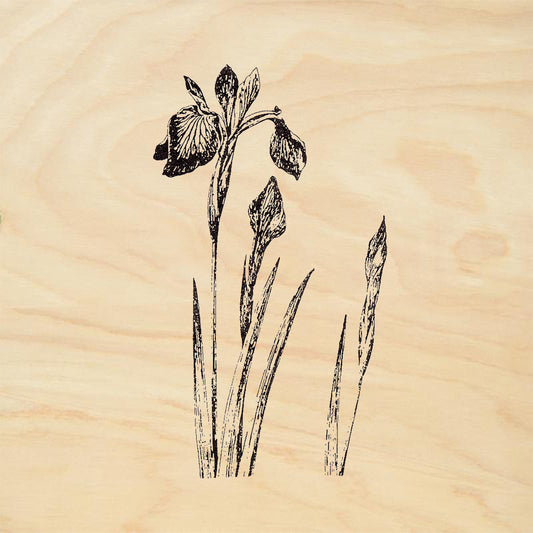 StampaFe Iris Blossom Iris Plant Bloom Buds Botanical Rubber Art Stamp