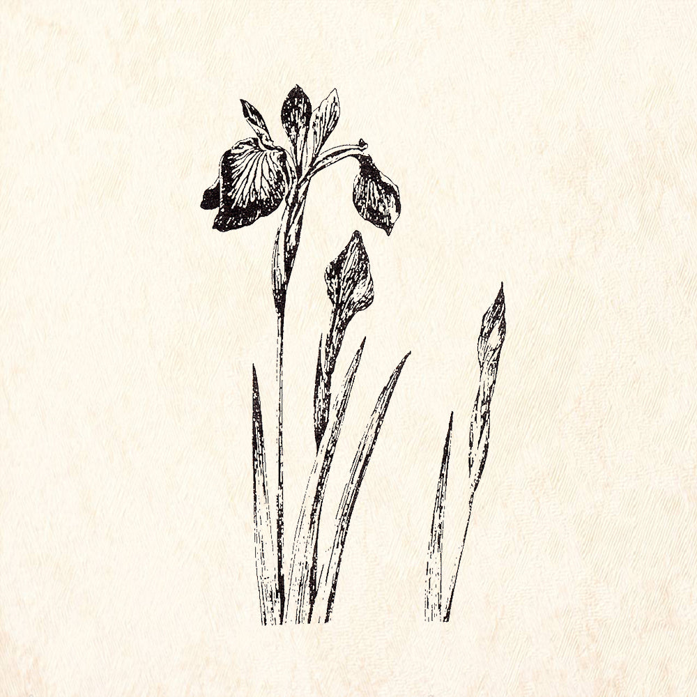 StampaFe Iris Blossom Botanical Flower Plant Rubber Art Stamp
