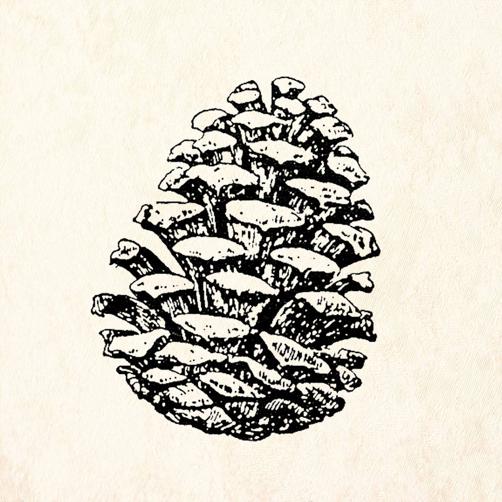 StampaFe Detailed Pine Cone Botanical Rubber Art Stamp