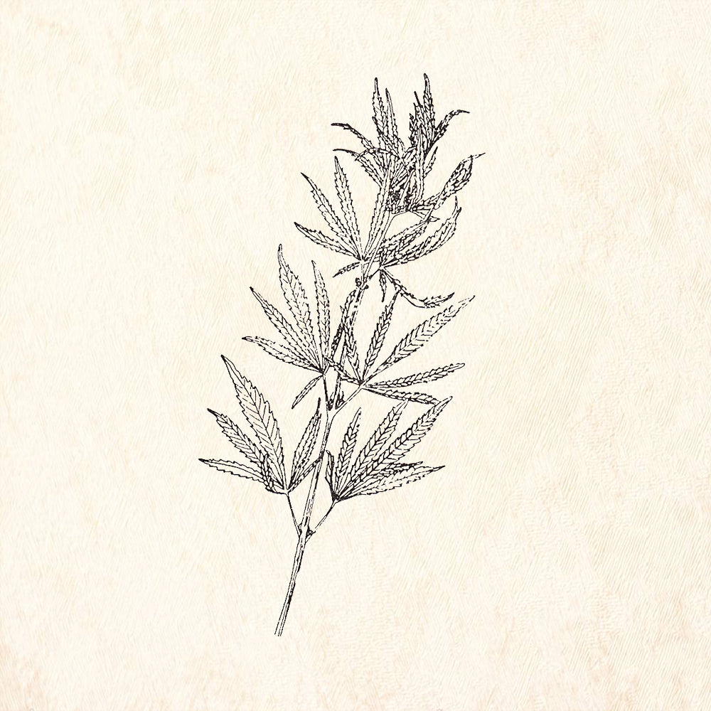 StampaFe Cannabis Marijuana Plant Botanical Rubber Art Stamp