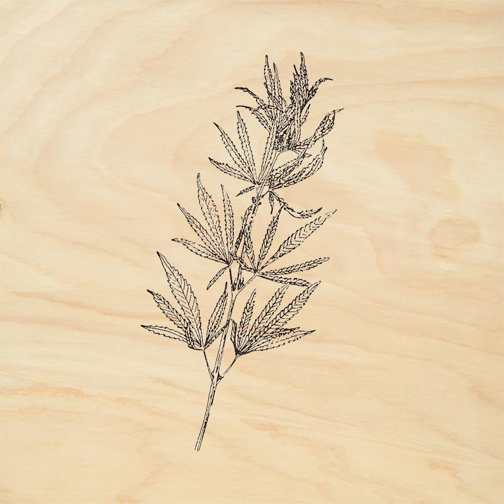 StampaFe Cannabis Plant Rubber Art Stamp