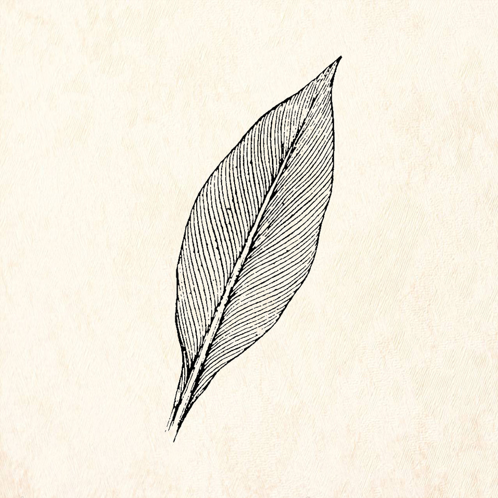 StampaFe Leaf Long Rubber Art Stamp