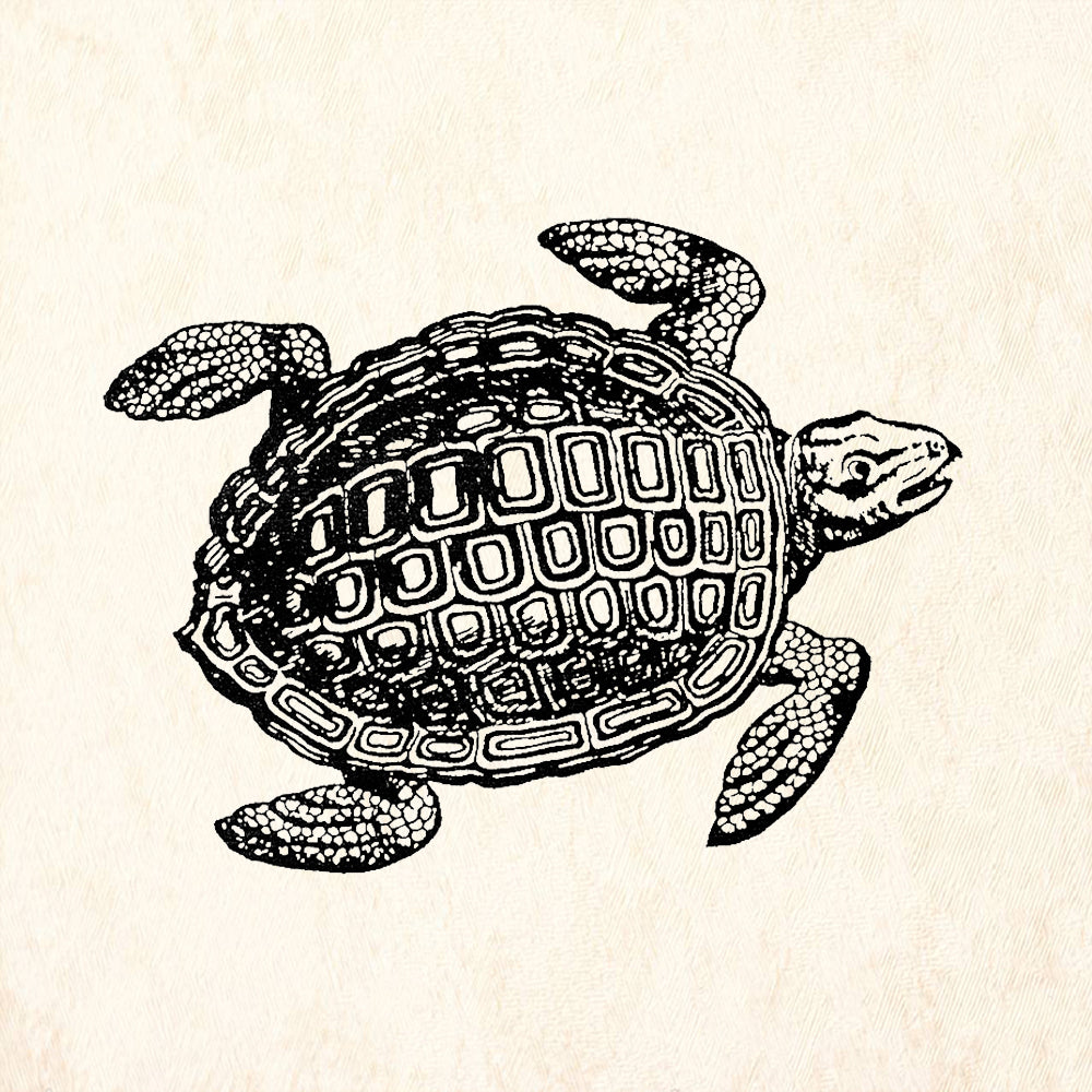 StampaFe Sea Turtle Detailed Marine Life Rubber Art Stamp