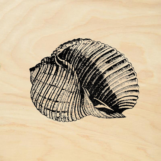StampaFe Conch Shell Rubber Art Stamp
