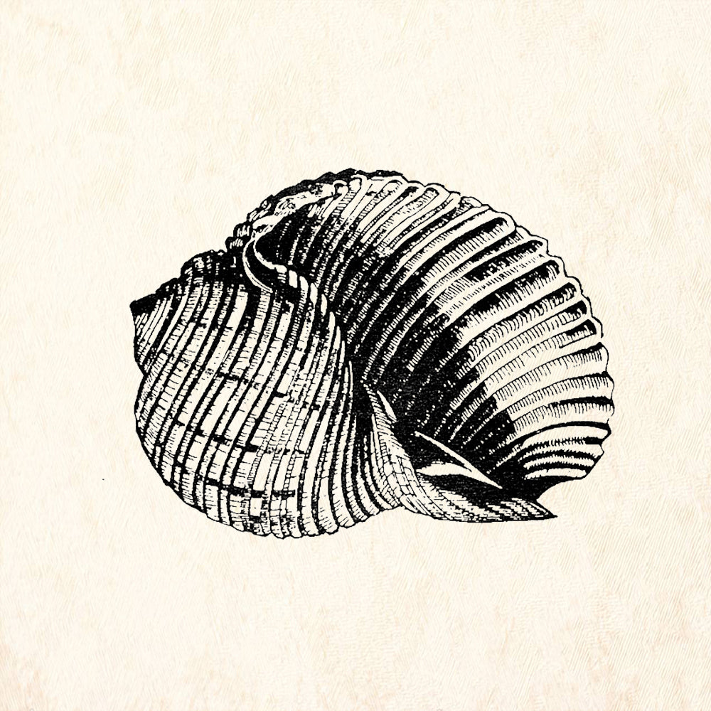 StampaFe Conch Shell Ribbed Spiral Seashell Rubber Art Stamp