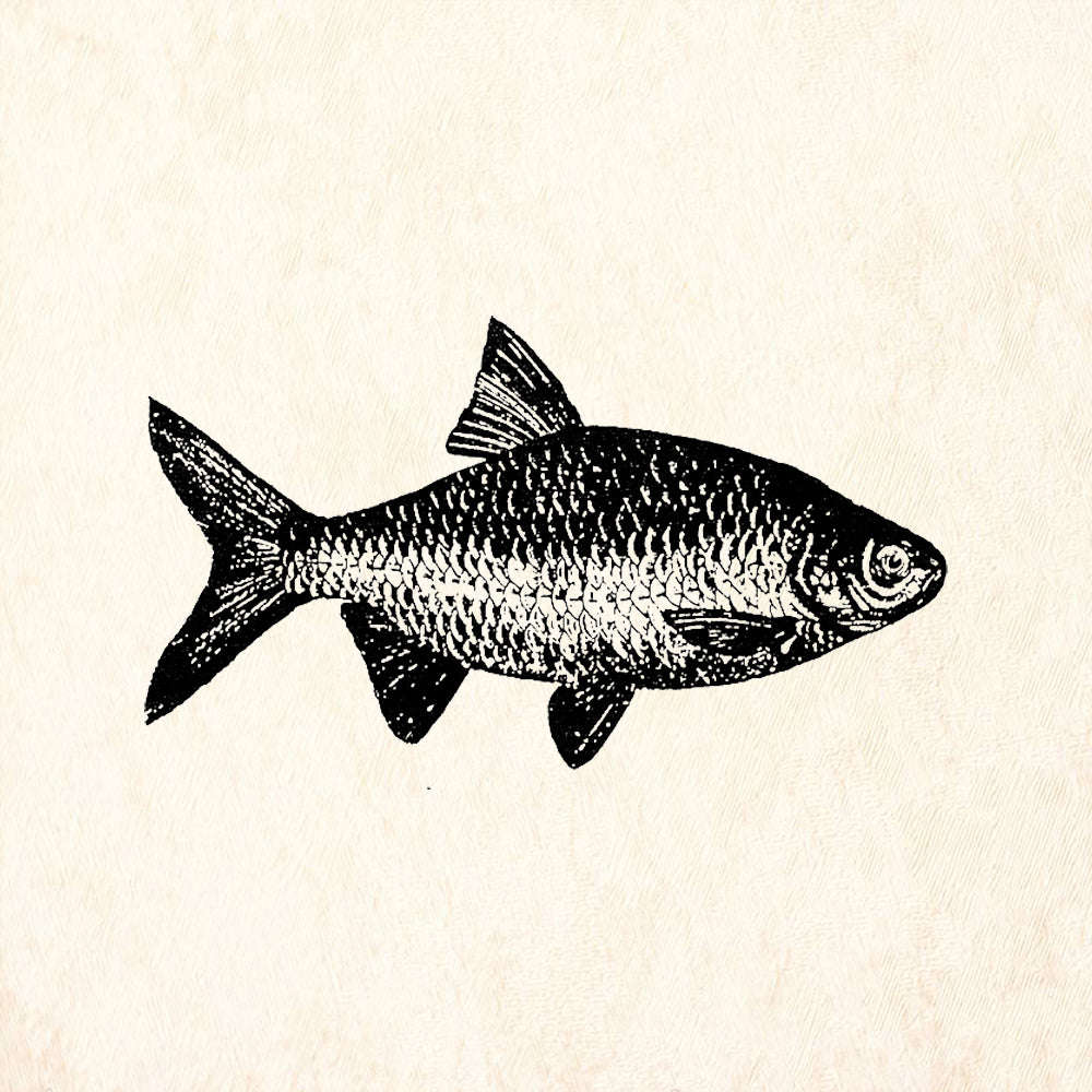 StampaFe Carp Fish Detailed Freshwater Rubber Art Stamp