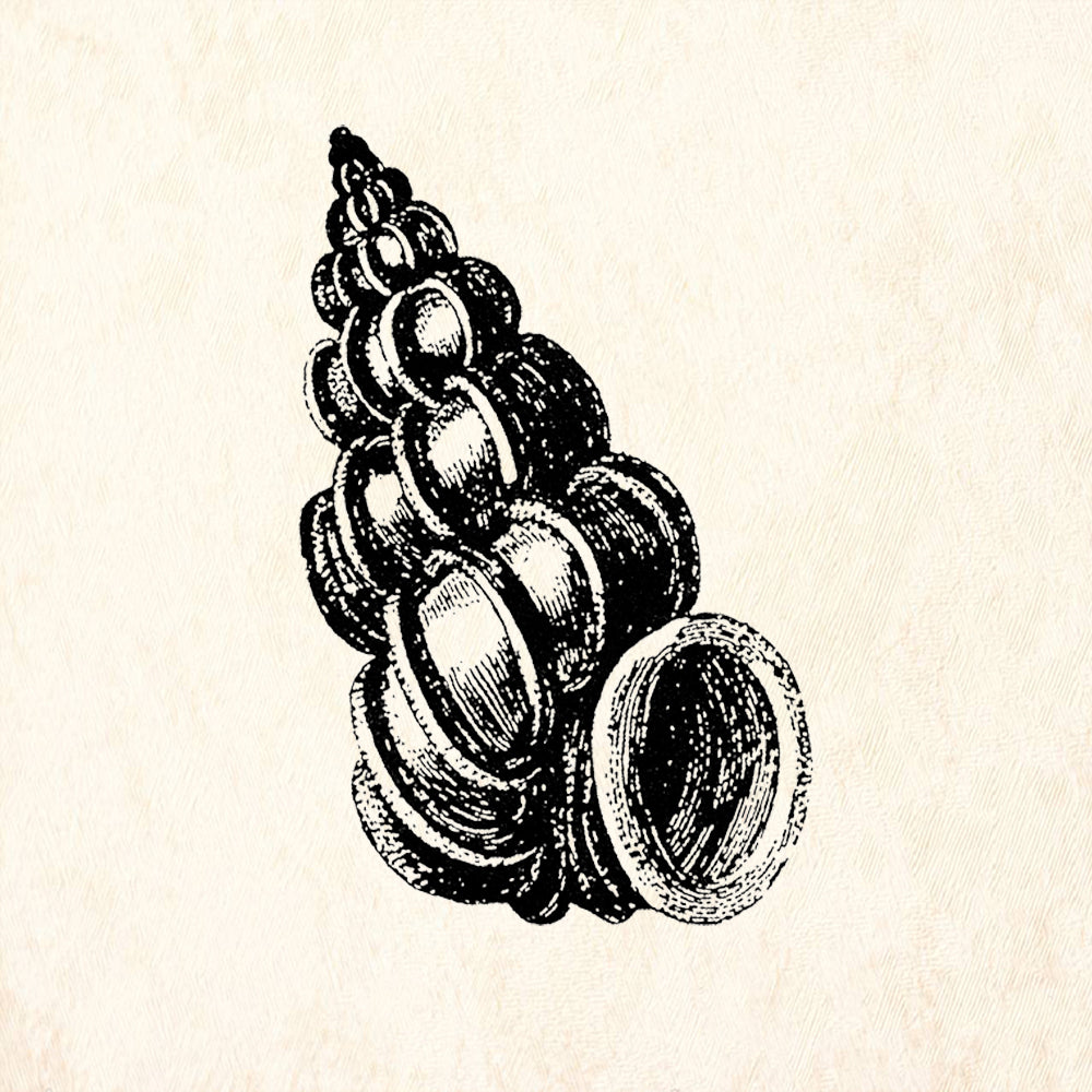StampaFe Ridged Spiral Shell Detailed Seashell Rubber Art Stamp
