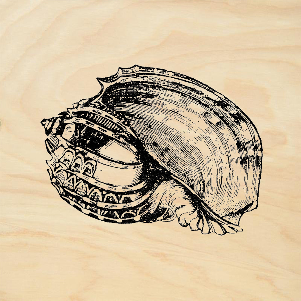 StampaFe Conch Shell Striped Rubber Art Stamp