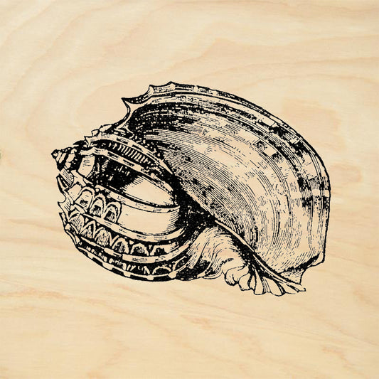 StampaFe Conch Shell Striped Rubber Art Stamp