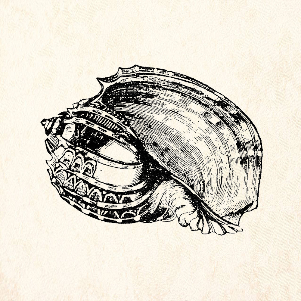 StampaFe Striped Conch Shell Detailed Seashell Rubber Art Stamp