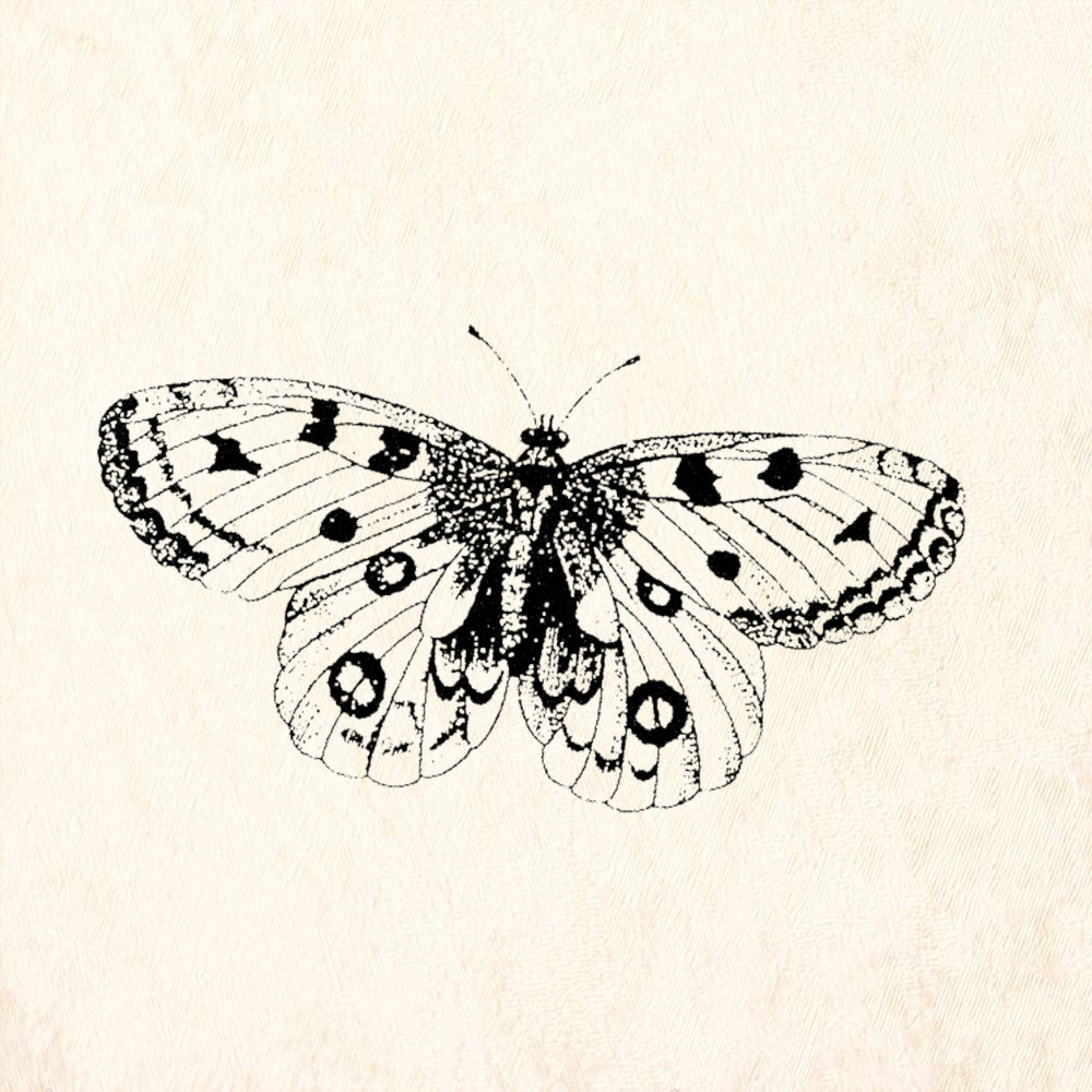 StampaFe Spotted Butterfly Detailed Winged Insect Rubber Art Stamp