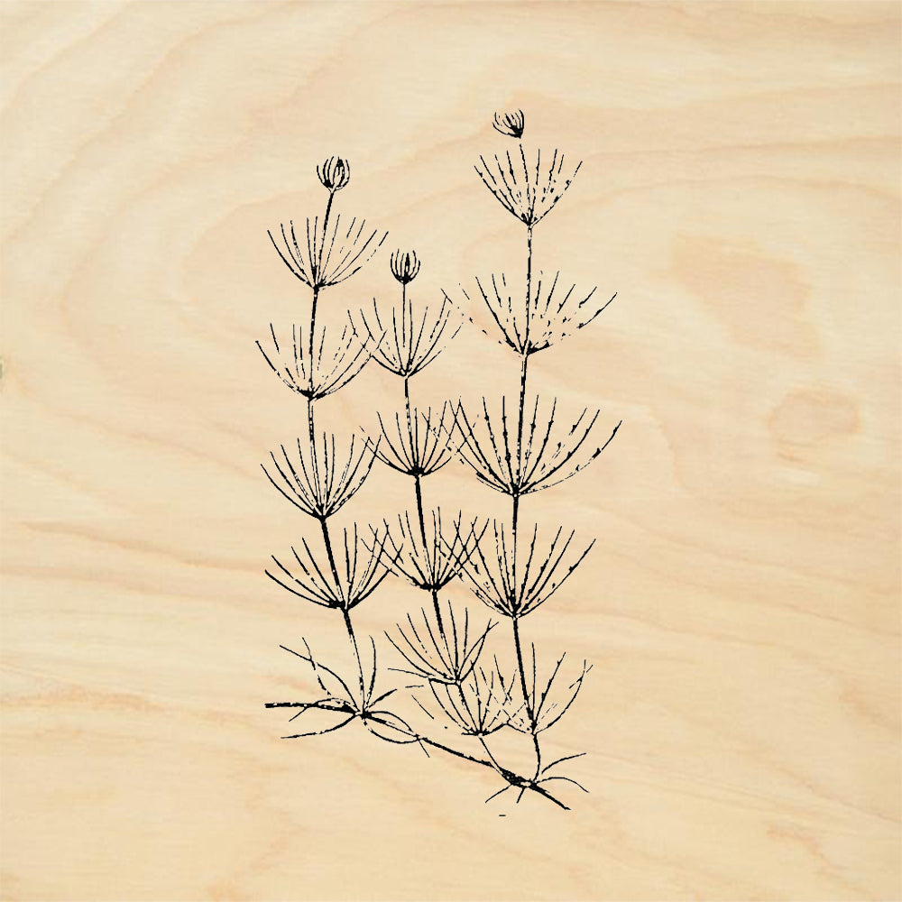 StampaFe Cabomba Plant Rubber Art Stamp