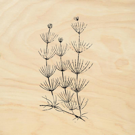 StampaFe Cabomba Plant Rubber Art Stamp