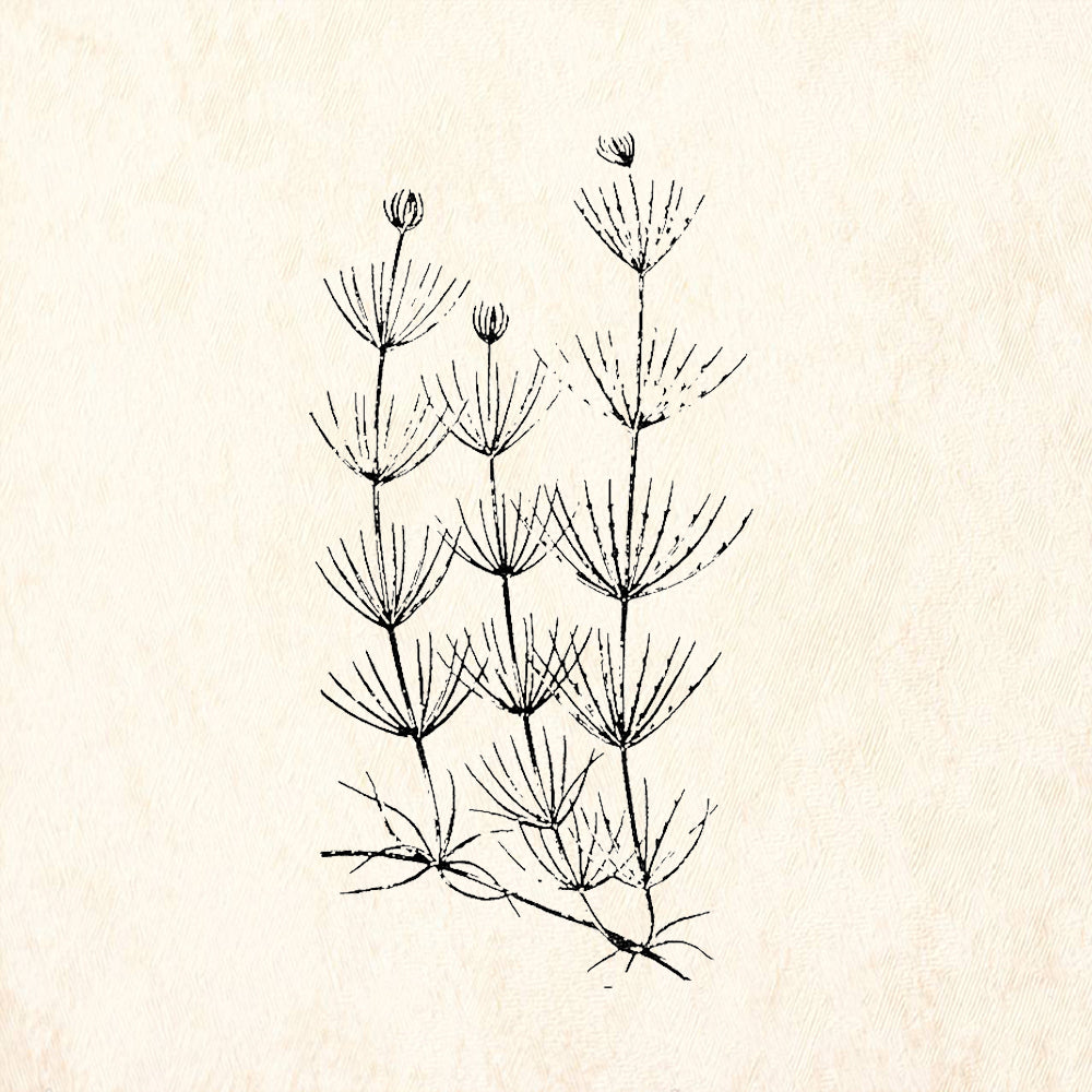 StampaFe Cabomba Plant Rubber Stamp