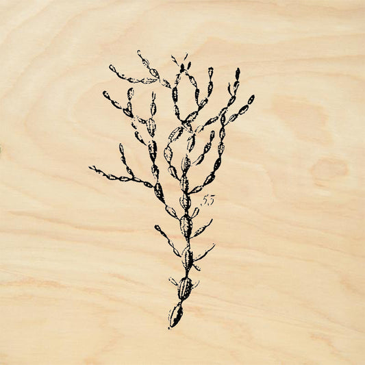 StampaFe Jointed Seaweed Rubber Art Stamp