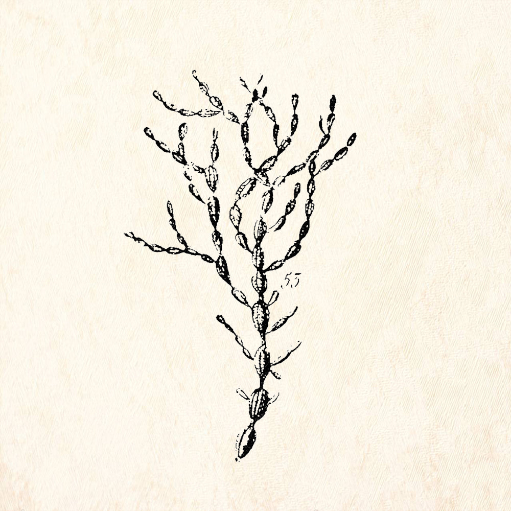 StampaFe Jointed Seaweed Branching Marine Plant Rubber Art Stamp