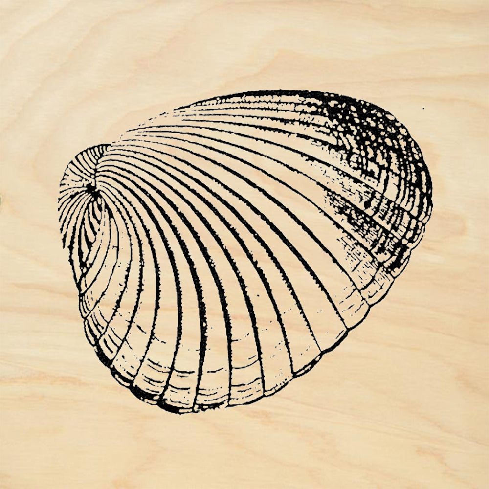 StampaFe Cockle Shell Ribbed Seashell Rubber Art Stamp
