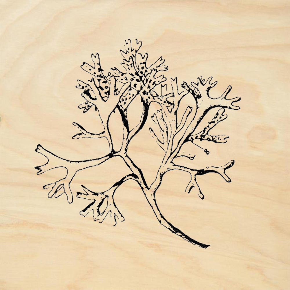 StampaFe Kelp Seaweed Rubber Art Stamp