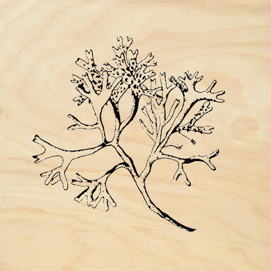 StampaFe Kelp Seaweed Rubber Art Stamp