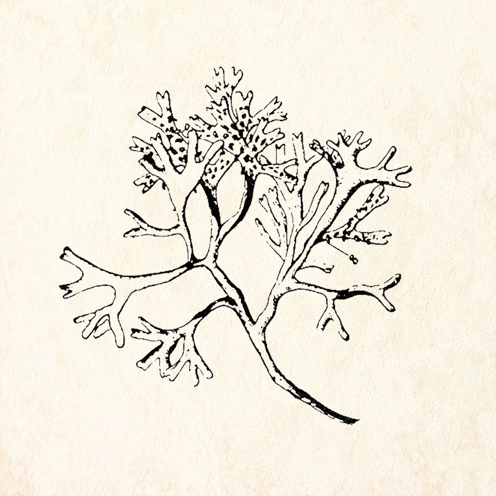 StampaFe Kelp Branching Seaweed Marine Plant Rubber Art Stamp