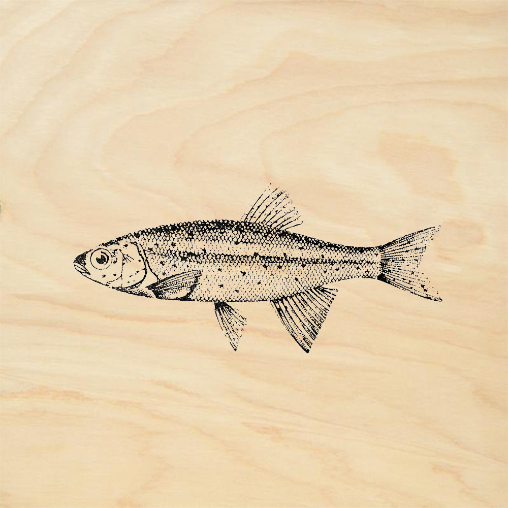 StampaFe Trout Rubber Art Stamp