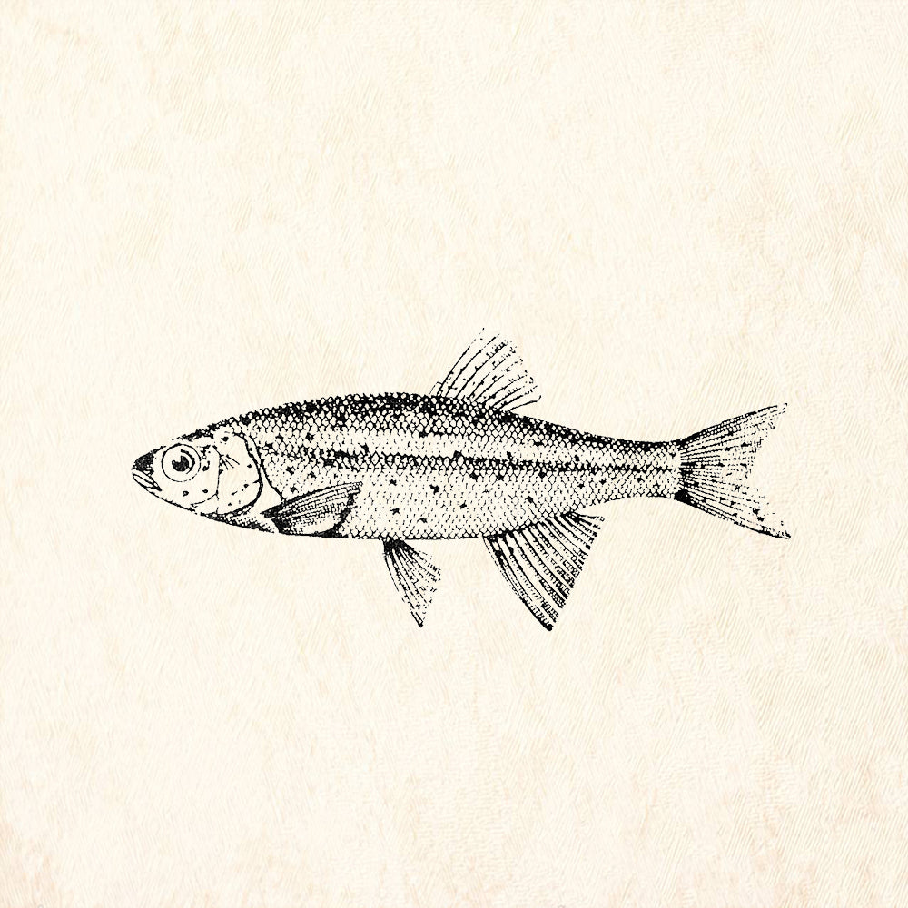StampaFe Trout Freshwater Fish Detailed Rubber Art Stamp
