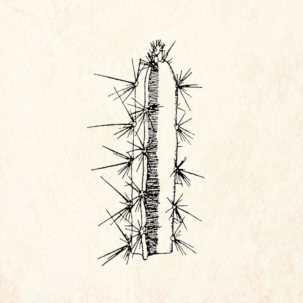 StampaFe Slim Cactus Rubber Art Stamp