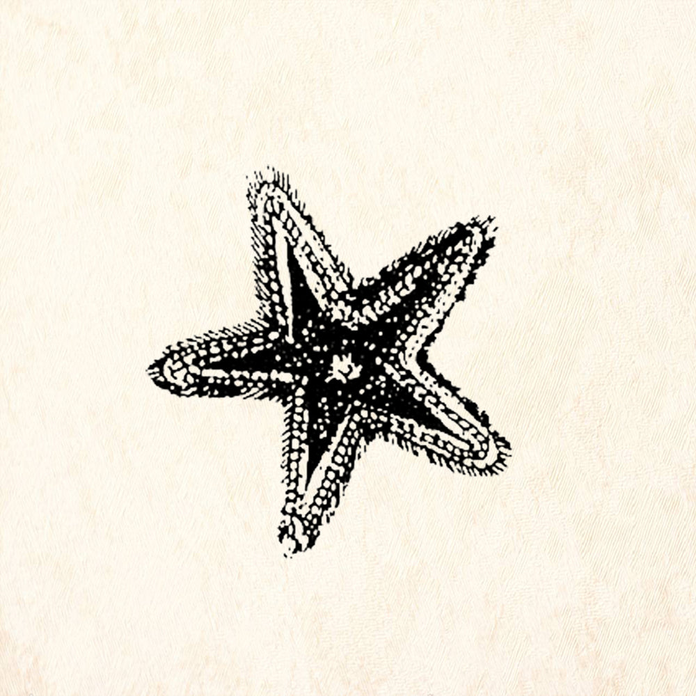 StampaFe Starfish Little Fuzzy Rubber Art Stamp