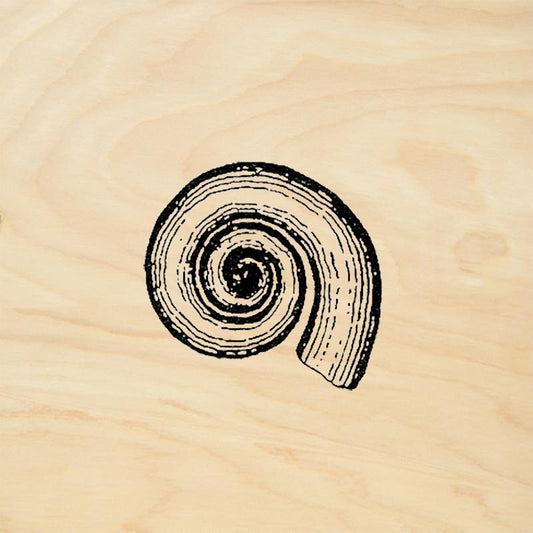 StampaFe Sea Snail Rubber Art Stamp