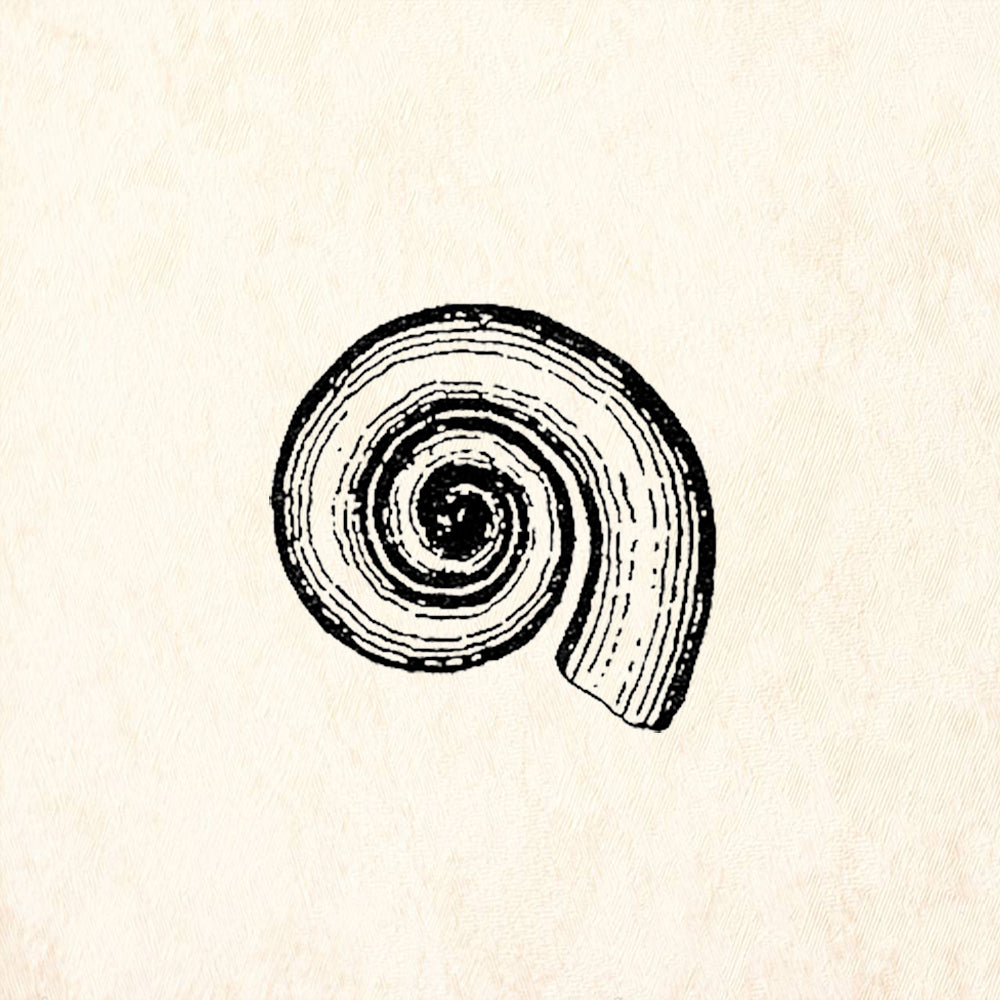 StampaFe Sea Snail Rubber Art Stamp