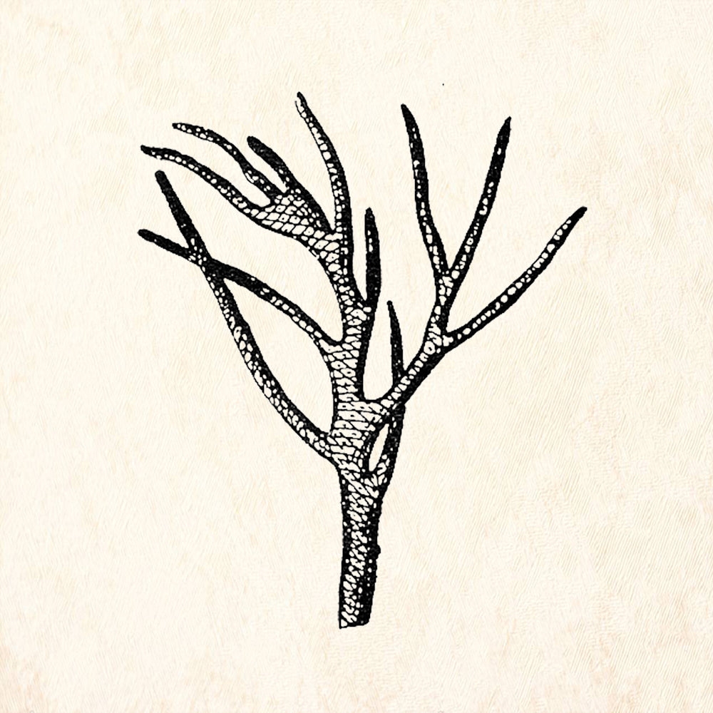 StampaFe Coral Branch Rubber Art Stamp