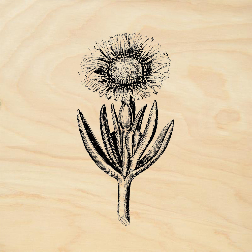 StampaFe Fig Marigold Rubber Art Stamp