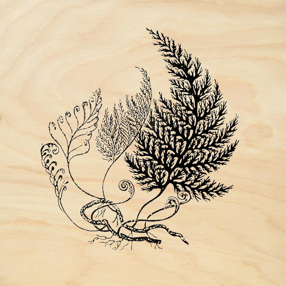 StampaFe Complete Fern Rubber Art Stamp