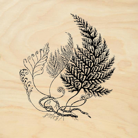 StampaFe Complete Fern Rubber Art Stamp
