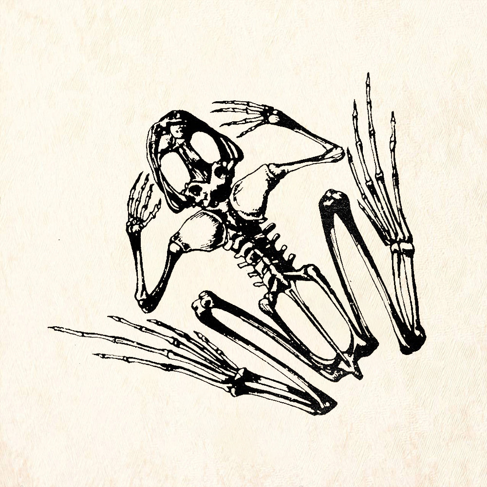 StampaFe Frog Skeleton Rubber Stamp