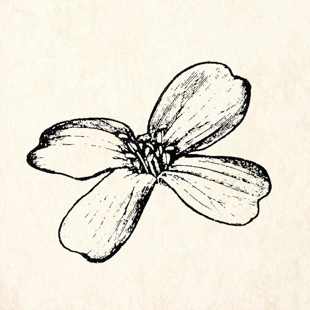 StampaFe Dogwood Blossom Rubber Art Stamp