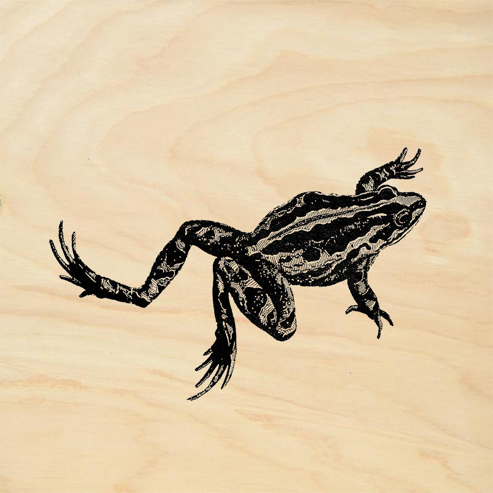 StampaFe Large Frog Rubber Art Stamp