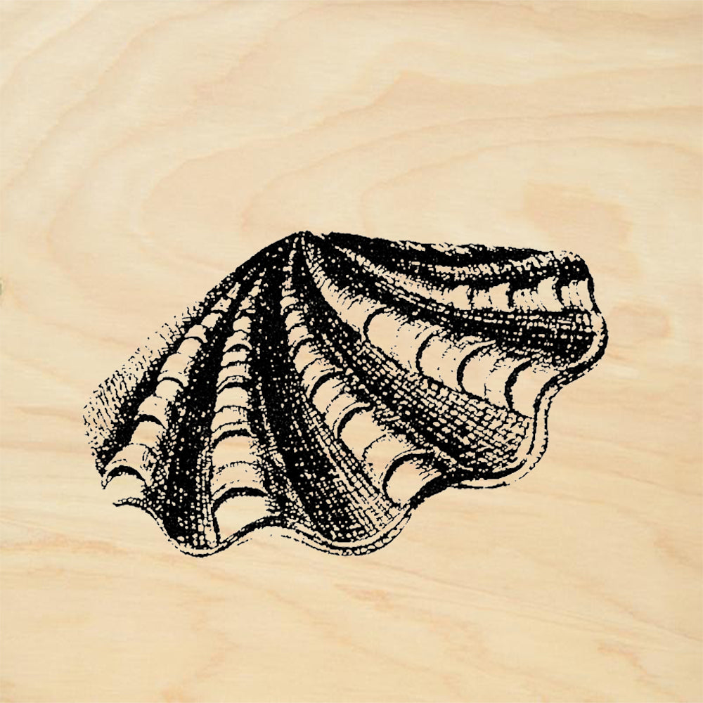 StampaFe Giant Clam Shell Rubber Art Stamp