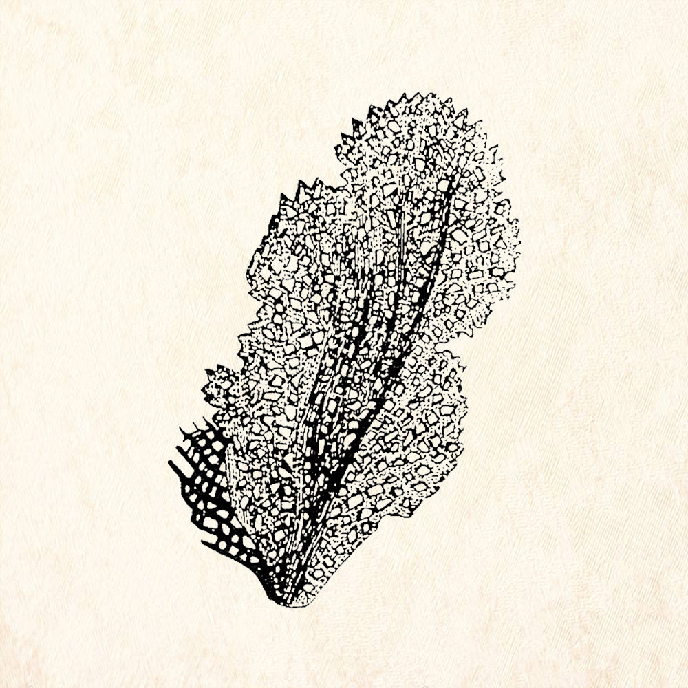StampaFe Coral Fan Rubber Art Stamp