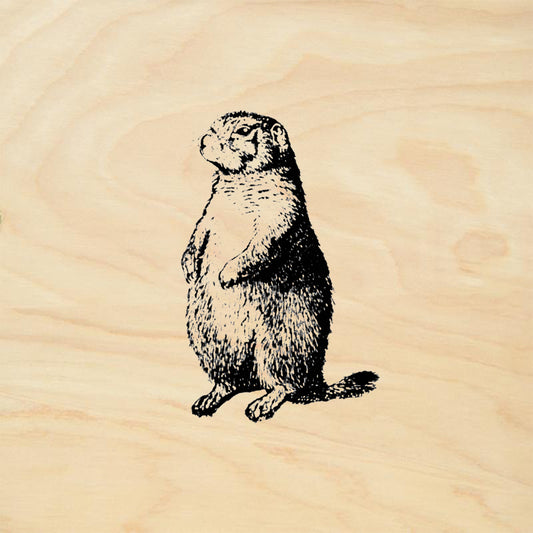 Blacktail Prairie Dog