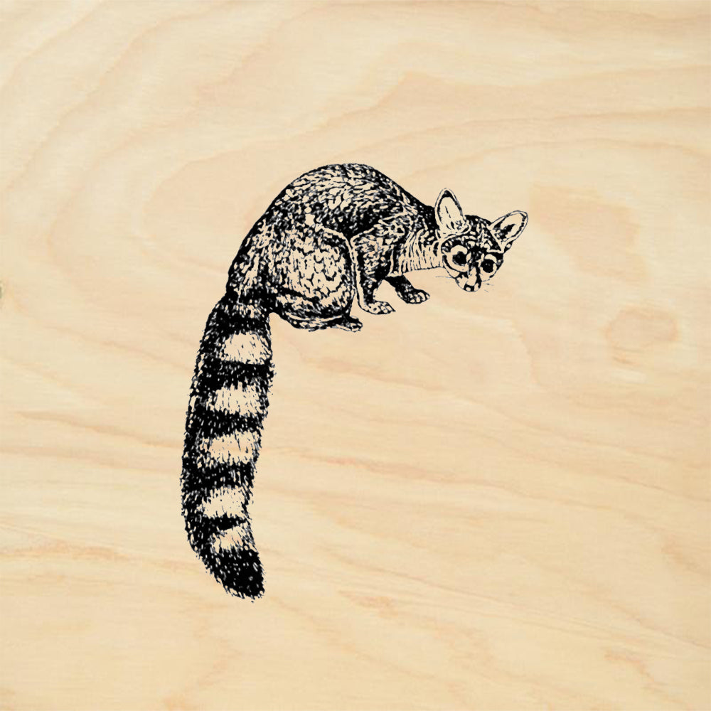 StampaFe Ringtail Southwest Rubber Art Stamp